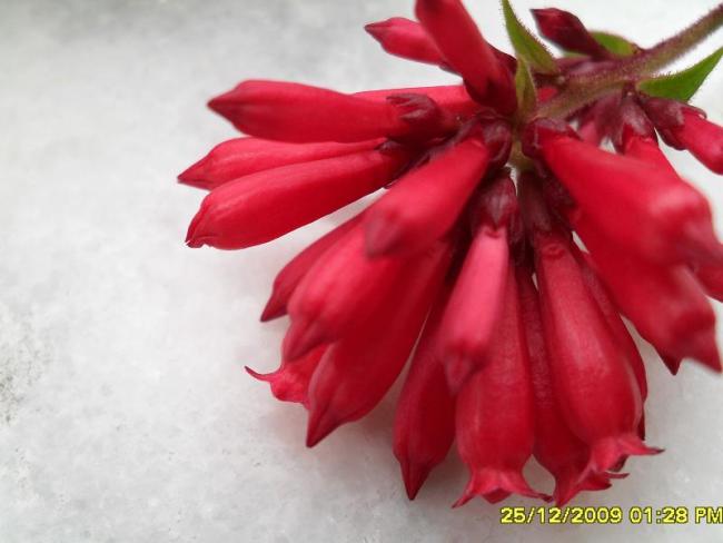 Name:  SDC11261.jpg
Views: 13724
Size:  32.2 KB