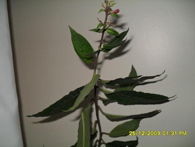 Name:  SDC11264.jpg
Views: 13686
Size:  27.6 KB