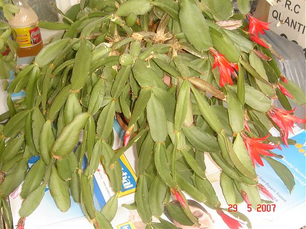 Name:  DSC00846.jpg
Views: 4203
Size:  61.8 KB