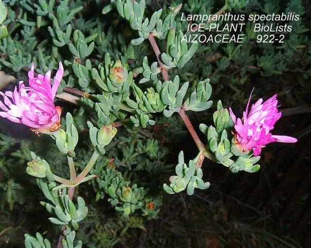 Name:  922-2 Lampranthus spectabilis ICE-PLANT 8804.jpg
Views: 11241
Size:  71.5 KB