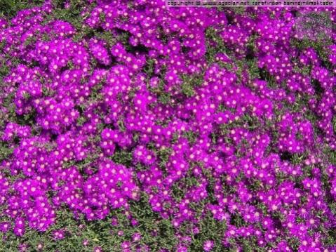 Name:  wm_normal_3080-acemHalisi.jpg
Views: 15869
Size:  59.6 KB