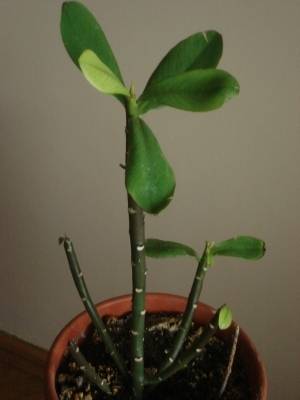 Name:  Resim 010.jpg
Views: 10852
Size:  13.7 KB
