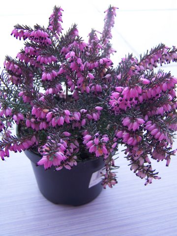 Name:  100_6243.JPG
Views: 9702
Size:  58.0 KB