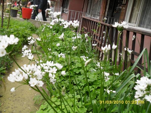 Name:  SDC11987.jpg
Views: 8144
Size:  71.6 KB
