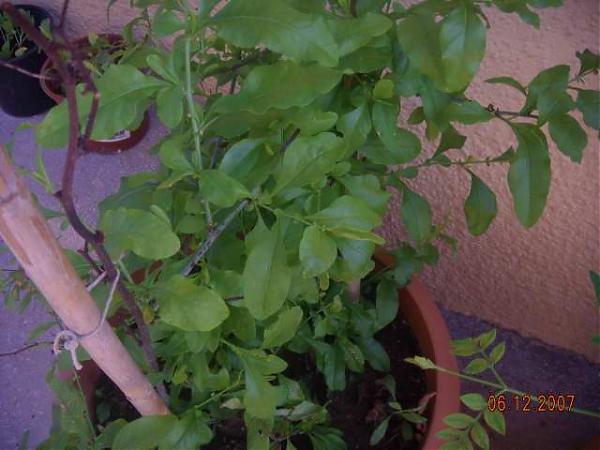 Name:  DSCN06130001.jpg
Views: 3005
Size:  40.2 KB