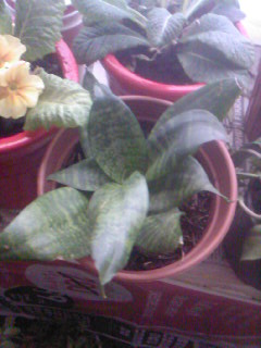 Name:  SP_A0186.jpg
Views: 2327
Size:  26.0 KB