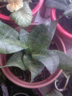 Name:  SP_A0187.jpg
Views: 1857
Size:  27.2 KB
