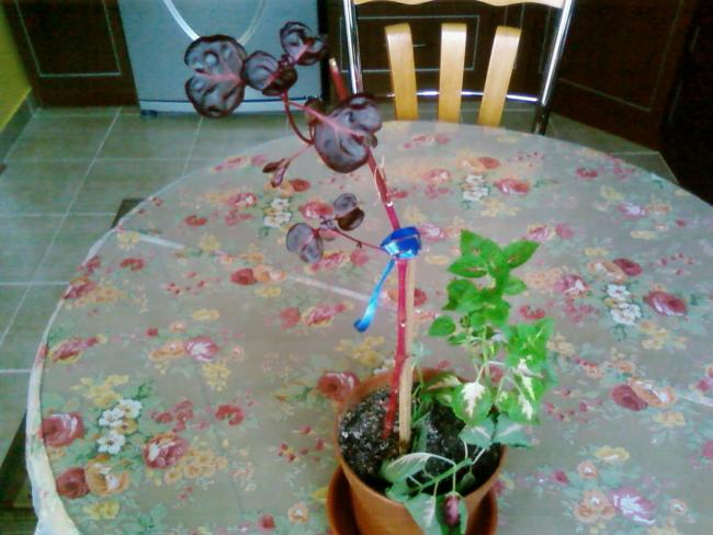 Name:  ne 006.jpg
Views: 2392
Size:  47.8 KB