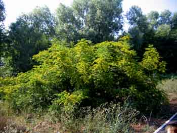 Name:  19_haziran 006.JPG
Views: 1892
Size:  61.6 KB