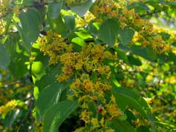 Name:  19_haziran 009.JPG
Views: 2867
Size:  56.6 KB