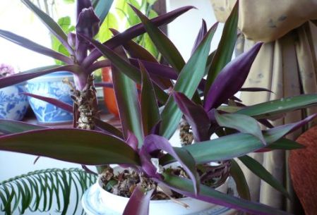 Name:  zebrina.jpg
Views: 10597
Size:  58.8 KB