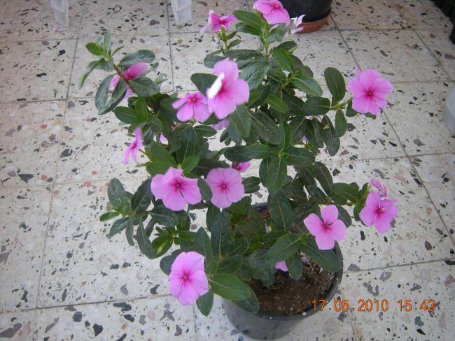 Name:  DSCN3303.jpg
Views: 7389
Size:  64.4 KB