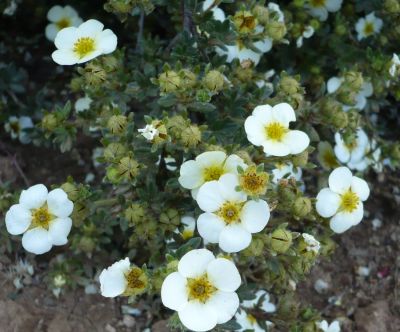 Name:  Potentilla fruticosa-5.jpg
Views: 3190
Size:  59.7 KB