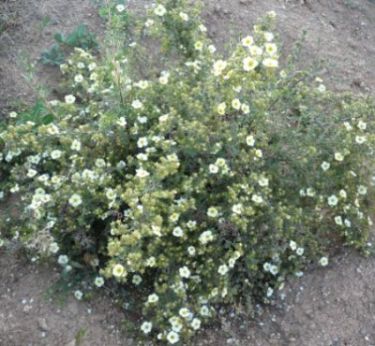 Name:  Potentilla fruticosa-51.jpg
Views: 3891
Size:  62.0 KB