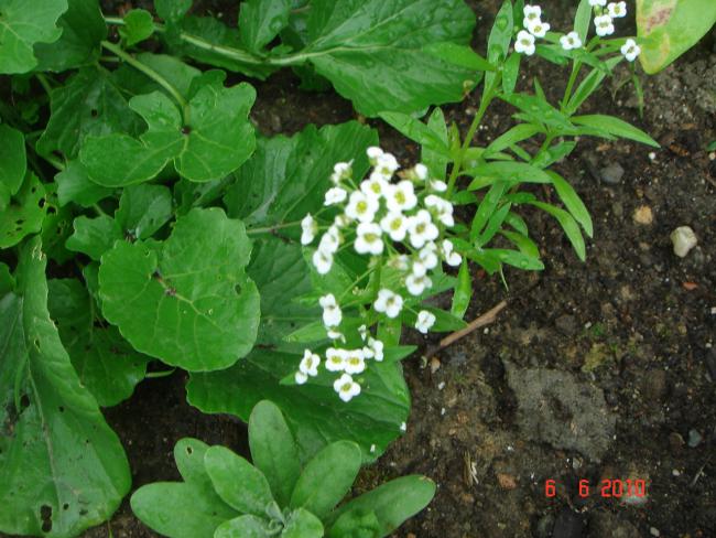 Name:  DSC00371.jpg
Views: 4371
Size:  61.0 KB