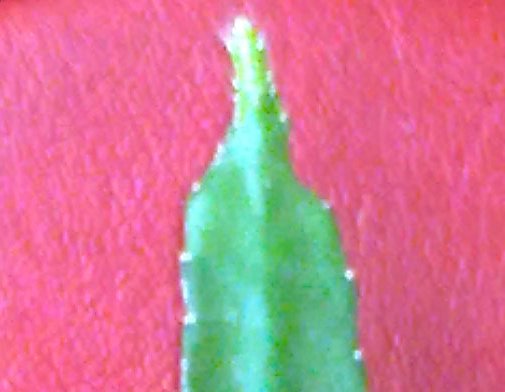 Name:  09062010_012.jpg
Views: 1278
Size:  32.0 KB