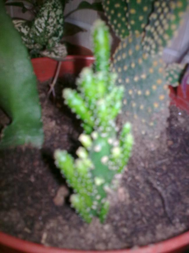 Name:  14062010_019.jpg
Views: 1233
Size:  51.3 KB