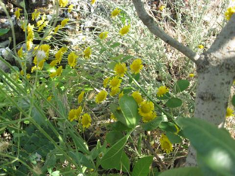 Name:  papatya benzeri.JPG
Views: 4409
Size:  64.2 KB