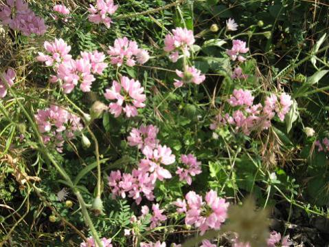 Name:  pembe.jpg
Views: 4168
Size:  53.7 KB
