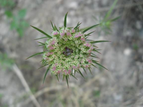 Name:  nedir 1.JPG
Views: 6069
Size:  33.6 KB