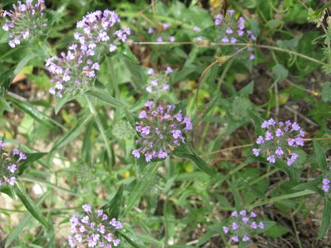 Name:  nedir 4.JPG
Views: 5701
Size:  50.1 KB