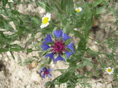 Name:  nedir5.JPG
Views: 1446
Size:  42.4 KB