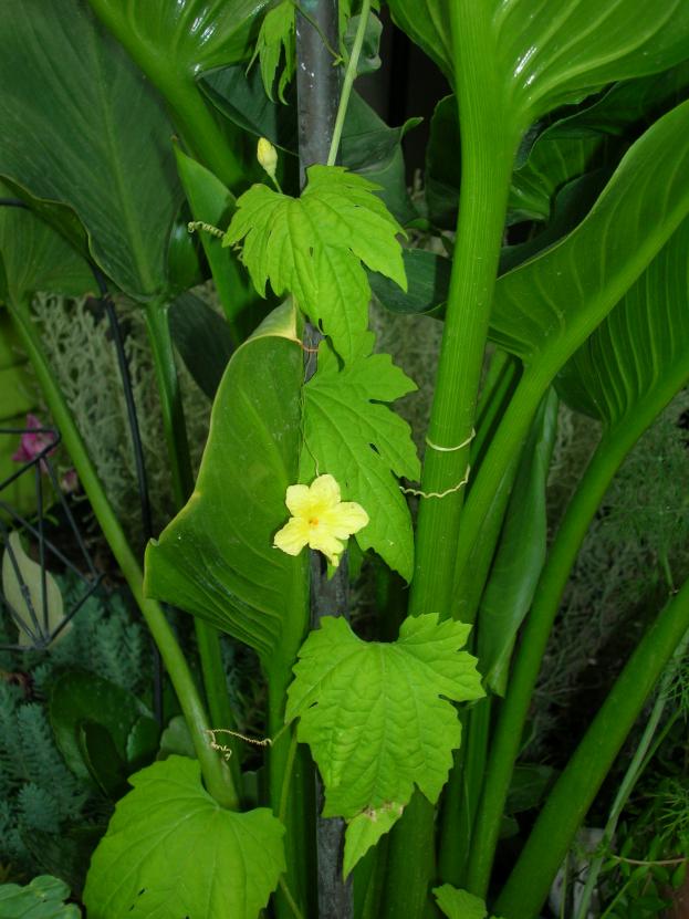 Name:  DSCN7577.jpg
Views: 1073
Size:  70.4 KB