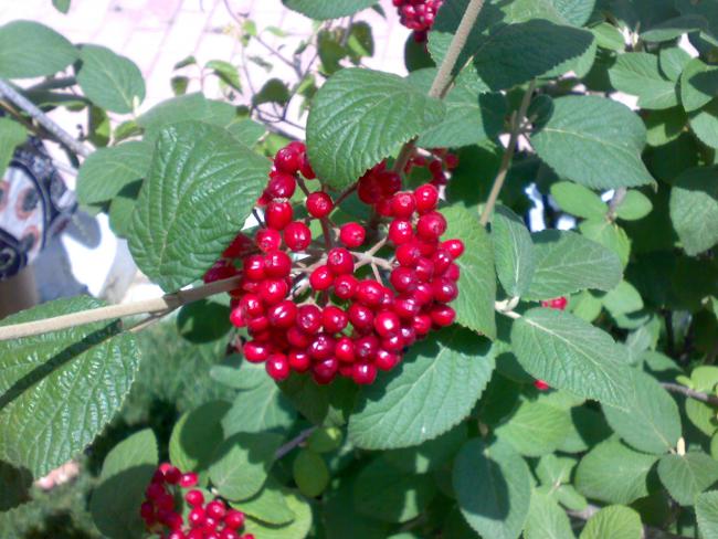 Name:  130720101267.jpg
Views: 2878
Size:  56.7 KB