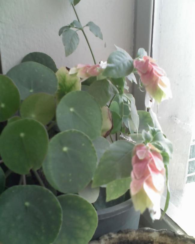 Name:  19-04-10_1542.jpg
Views: 7118
Size:  40.1 KB