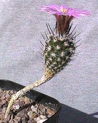 Name:  beautifulcacti10.jpg
Views: 2148
Size:  25.0 KB