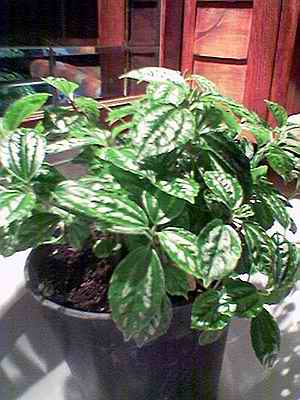 Name:  Image(611).jpg
Views: 102803
Size:  20.0 KB