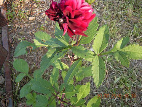 Name:  DSCN3622.jpg
Views: 4512
Size:  47.9 KB