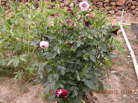 Name:  DSCN3691.jpg
Views: 4517
Size:  57.5 KB