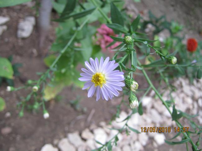 Name:  nedir.jpg
Views: 4355
Size:  38.1 KB