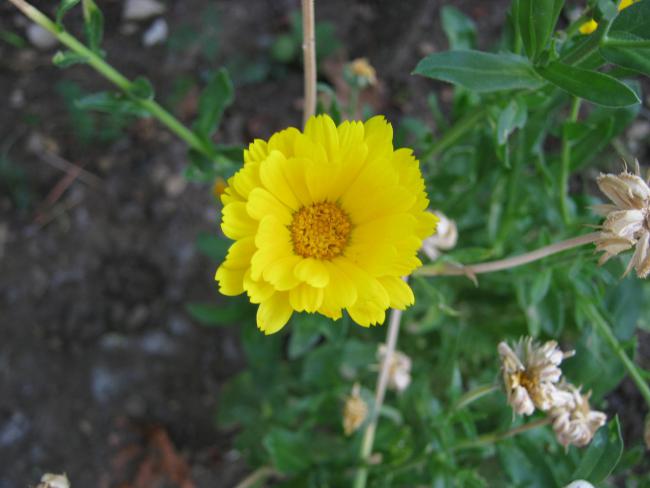 Name:  nedir.jpg
Views: 4449
Size:  34.9 KB