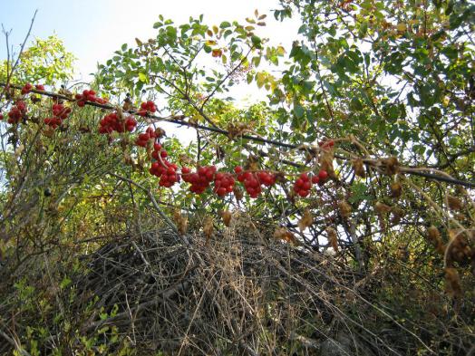 Name:  nedir.jpg
Views: 4494
Size:  73.0 KB