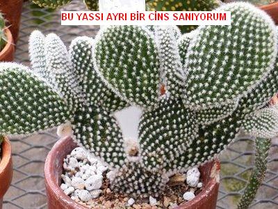 Name:  albispina.JPG
Views: 3743
Size:  43.5 KB