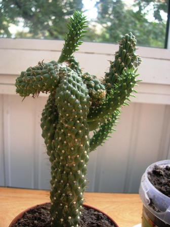 Name:  Opuntia.JPG
Views: 3698
Size:  61.8 KB