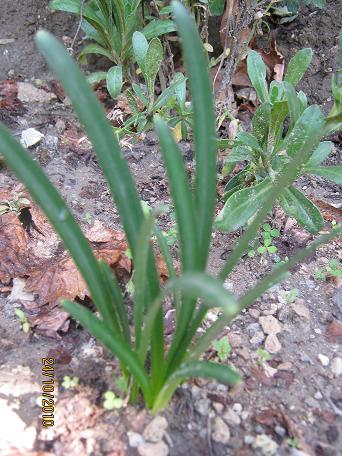 Name:  nedir.JPG
Views: 6282
Size:  53.4 KB