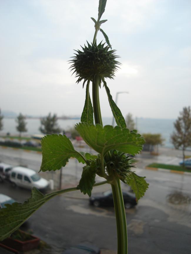 Name:  DSC09983.jpg
Views: 1370
Size:  42.8 KB