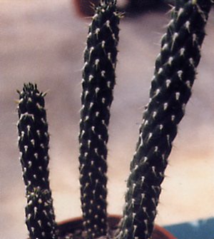 Name:  opuntia_cylindrica.jpg
Views: 2536
Size:  21.7 KB