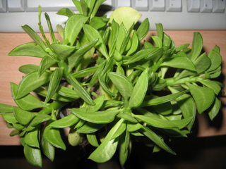 Name:  picture001is1.jpg
Views: 5990
Size:  59.4 KB