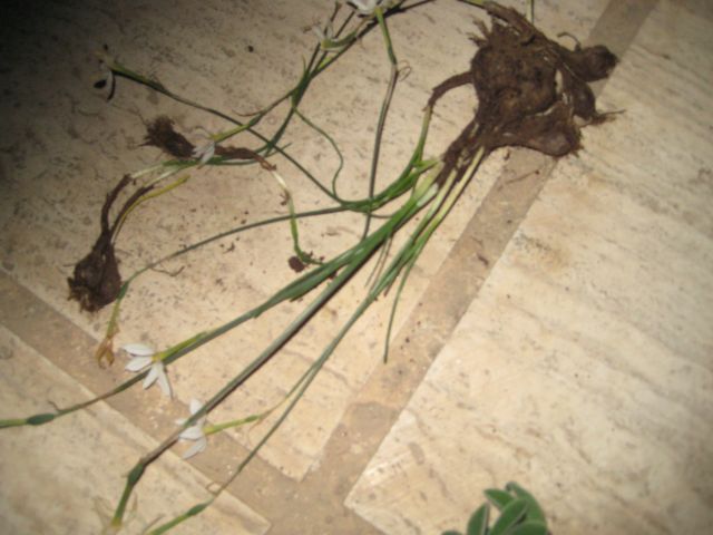 Name:  IMG_4343.jpg
Views: 1139
Size:  53.9 KB