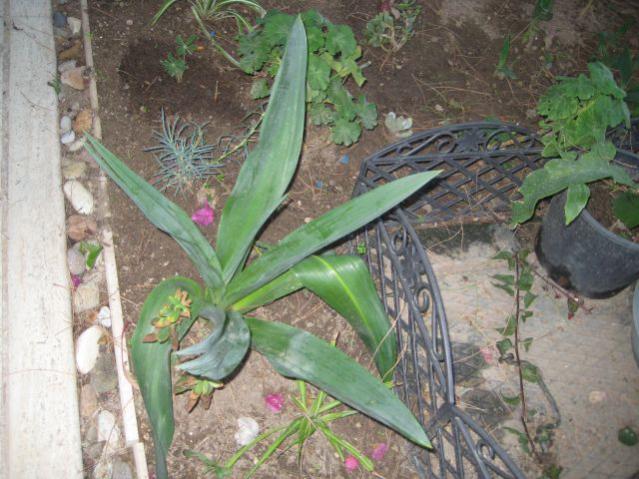 Name:  IMG_4423.jpg
Views: 1469
Size:  58.2 KB