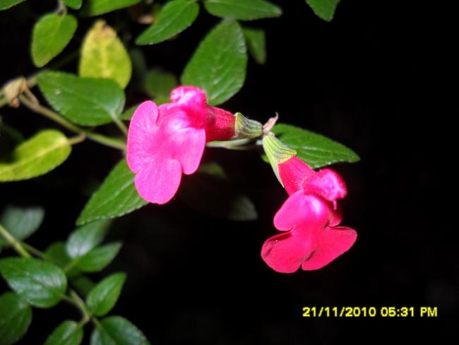 Name:  037.jpg
Views: 3896
Size:  27.9 KB