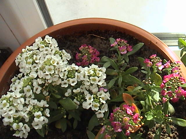 Name:  DSC00004.JPG
Views: 3498
Size:  61.9 KB