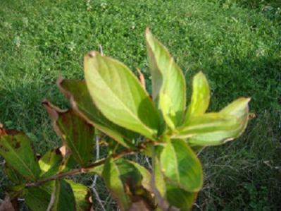 Name:  pembe beyaz.jpg
Views: 4147
Size:  24.8 KB