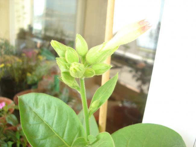 Name:  DSC00031.jpg
Views: 1228
Size:  28.0 KB