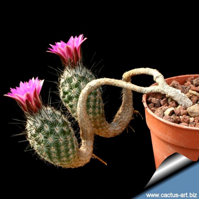 Name:  Turbinicarpus Subterraneus (1).jpg
Views: 1654
Size:  51.2 KB