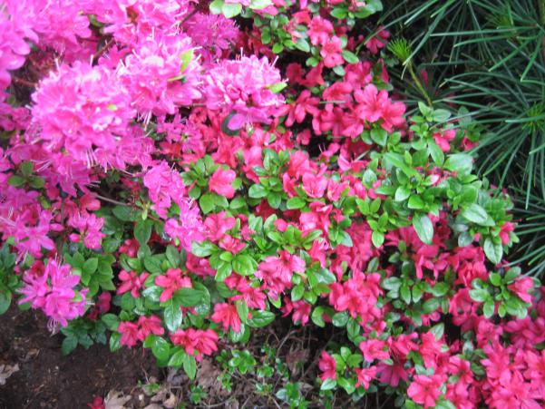 Name:  IMG_1931.jpg
Views: 721
Size:  73.0 KB